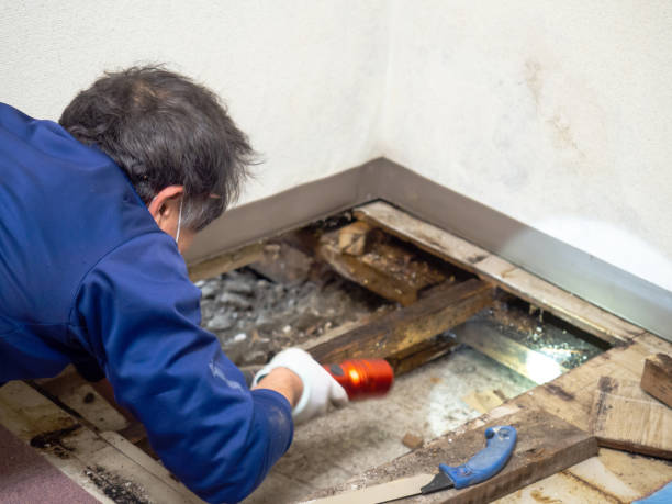 Best Industrial Mold Remediation in Falmouth Foreside, ME