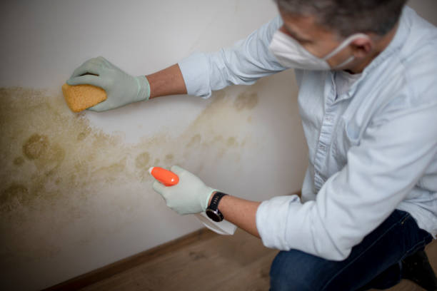Best Bathroom Mold Remediation in Falmouth Foreside, ME