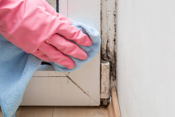 Best Localized Mold Remediation (e.g., coastal areas, humid climates) in Falmouth Foreside, ME
