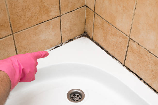 Best Black Mold Remediation in Falmouth Foreside, ME